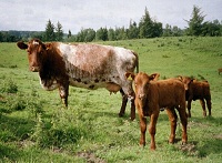 Our Cows